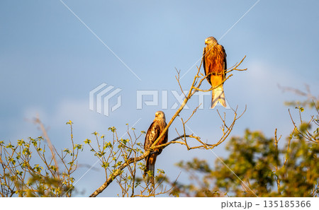 Two Red kites perched in tree branches on a sunny day 135185366
