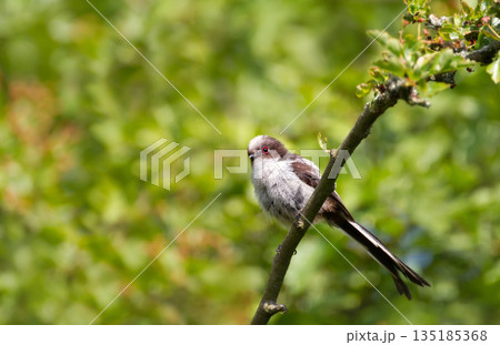 Long-tailed tit juvenile perched on a tree branch in spring Long-tailed tit juvenile perched on a tree branch in spring 135185368