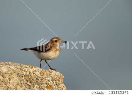 Pied Wheatear female with an insects in its beak perched on a rock Pied Wheatear female with an insects in its beak perched on a rock 135185371