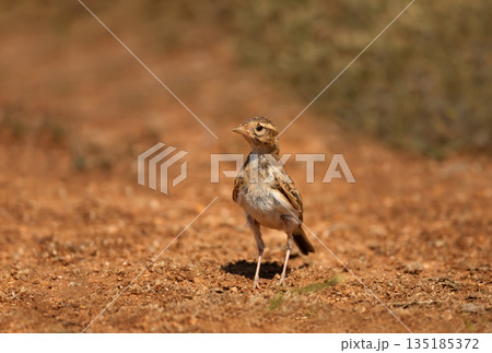 Greater short-toed lark standing on dry, reddish-brown ground in its natural habitat Greater short-toed lark standing on dry, reddish-brown ground in its natural habitat 135185372