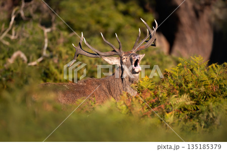 Portrait of a Red deer stag roaring during autumn rut 135185379