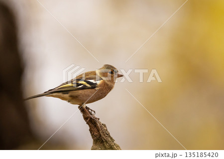 Eurasian chaffinch (Fringilla coelebs). Photographed in the Czech Republic. Autumn nature. From bird life. Passerine bird in nature habitat 135185420