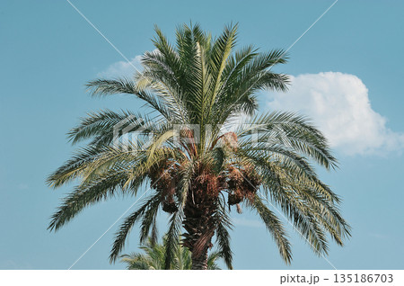 palm tree with dates on a blue background palm tree with dates on a blue background 135186703