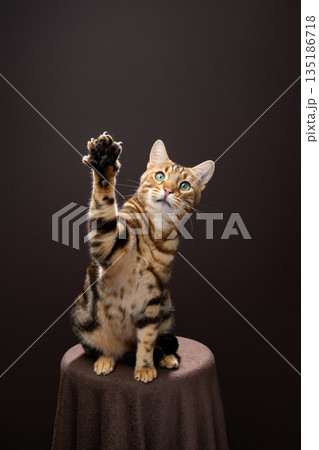 brown spotted bengal cat studio portrait brown spotted bengal cat studio portrait 135186718