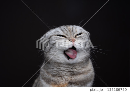 scottish fold cat making funny face while sticking out tongue 135186730