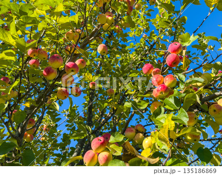 Colorful apple tree branches with ripe fruit against clear blue sky Colorful apple tree branches with ripe fruit against clear blue sky 135186869
