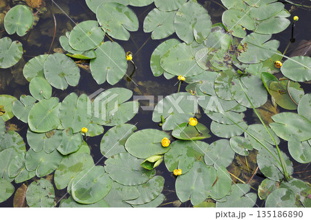 background of water lilies on the river 135186890