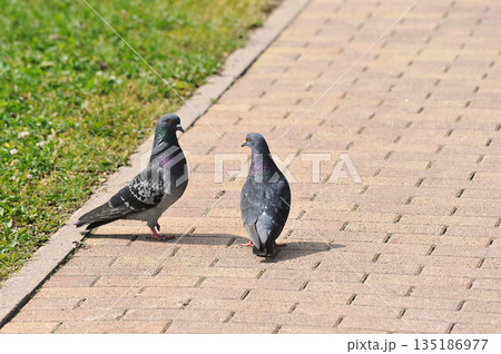 Two pigeons cooing on the path Two pigeons cooing on the path 135186977