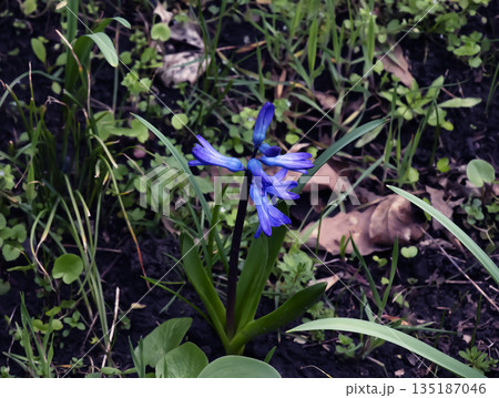 Vibrant blue flowers of the Oriental Hyacinth Hyacinthus orientalis stand out against the green foliage. Lush green foliage frames the spring blooms. Close-up. 135187046