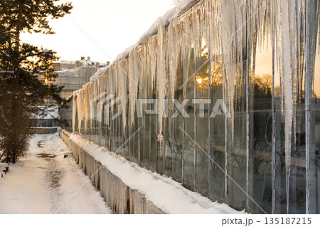 Icicles hanging down from glass roof tropical greenhouse in winter.  135187215