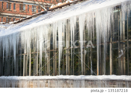 Icicles hanging down from glass roof tropical greenhouse in winter. Icicles hanging down from glass roof tropical greenhouse in winter. 135187218