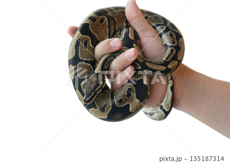 The image of the royal or ball python on the hand of man The image of the royal or ball python on the hand of man 135187314