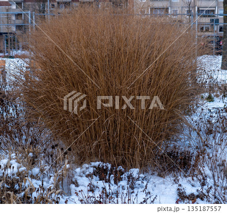 Ornamental Cereal Grass Bush in Winter Snowy City Garden. Ornamental Cereal Grass Bush in Winter Snowy City Garden. 135187557
