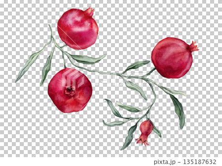 Pomegranate Fruit Branch with flower. Hand drawn watercolor illustration of red tropical Food on white isolated background. Drawing of pink red pomegranate tree with leaves. Sketch of juicy for menu. Pomegranate Fruit Branch with flower. Hand drawn watercolor illustration of red tropical Food on white isolated background. Drawing of pink red pomegranate tree with leaves. Sketch of juicy for menu. 135187632