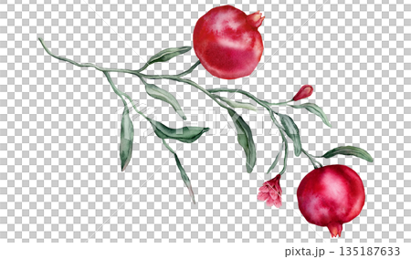Pomegranate Fruit Branch with flower. Hand drawn watercolor illustration of red tropical Food on white isolated background. Drawing of pink red pomegranate tree with leaves. Sketch of juicy for menu. Pomegranate Fruit Branch with flower. Hand drawn watercolor illustration of red tropical Food on white isolated background. Drawing of pink red pomegranate tree with leaves. Sketch of juicy for menu. 135187633