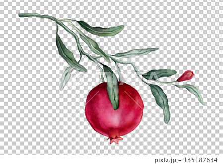 Pomegranate Fruit Branch with flower. Hand drawn watercolor illustration of red tropical Food on white isolated background. Drawing of pink red pomegranate tree with leaves. Sketch of juicy for menu. Pomegranate Fruit Branch with flower. Hand drawn watercolor illustration of red tropical Food on white isolated background. Drawing of pink red pomegranate tree with leaves. Sketch of juicy for menu. 135187634