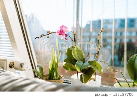 Blooming orchids in pots on windowsill in an apartment Blooming orchids in pots on windowsill in an apartment 135187700