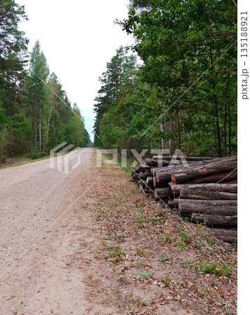Forest dirt road lined with pine trees and log pile. Sunny rural path through green woodland with stacked timber logs on the side Forest dirt road lined with pine trees and log pile. Sunny rural path through green woodland with stacked timber logs on the side 135188921
