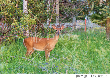 A deer among lush green grass. The concept of tranquility and nature conservation. A deer among lush green grass. The concept of tranquility and nature conservation. 135189327
