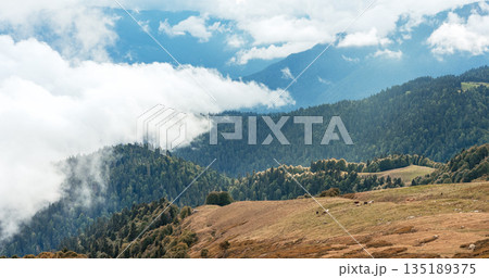 picturesque summer mountain landscape with dense coniferous forest on the slopes and a herd of free cows grazing in the valley, with a cloudy sky 135189375