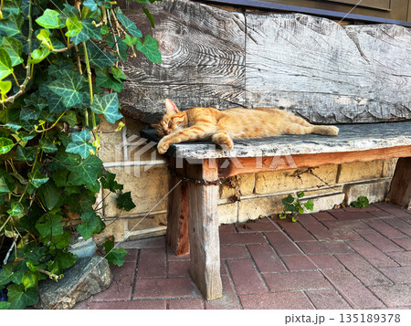 cute ginger tabby cat sleeps sweetly and peacefully on a wooden bench in the countryside in summer cute ginger tabby cat sleeps sweetly and peacefully on a wooden bench in the countryside in summer 135189378