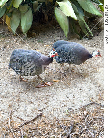 Two guineafowl walking on ground among lush green foliage Two guineafowl walking on ground among lush green foliage 135189385