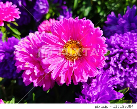 Close-up of bright pink aster flower with dew drops. Vibrant pink and purple aster blooms in garden with water droplets on petals Close-up of bright pink aster flower with dew drops. Vibrant pink and purple aster blooms in garden with water droplets on petals 135189394