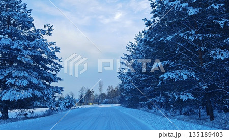 Snowy forest road in blue twilight. Empty snow-covered rural road flanked by tall evergreen trees under clear blue dusk sky with tire tracks. 135189403