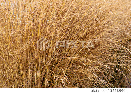 Dense thickets of ornamental grass in autumn or winter. Warm sandy and golden tones with a soft, fluffy texture. Perfect for natural backgrounds or exterior design themes. Dense thickets of ornamental grass in autumn or winter. Warm sandy and golden tones with a soft, fluffy texture. Perfect for natural backgrounds or exterior design themes. 135189444