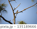 A red-bellied woodpecker bird perched on a tree branch in summer Florida woods 135189666