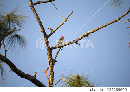 A red-bellied woodpecker bird perched on a tree branch in summer Florida woods 135189666