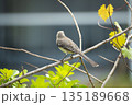 A Northern mockingbird bird perched on a tree branch 135189668