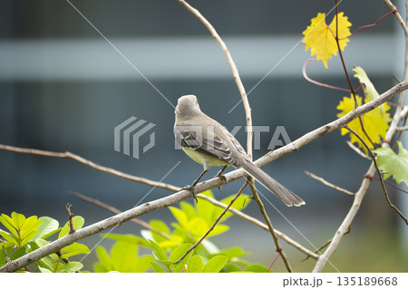 A Northern mockingbird bird perched on a tree branch 135189668