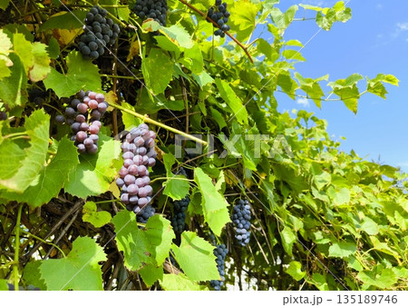 Close-up of mature grape bunches hanging among green leaves under blue sky. Ripe purple grapes on vine in sunny vineyard 135189746