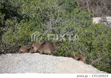 Rock hyraxes enjoying the sun on Table Mountain, Cape Town 135189929