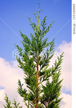 Fir Tree Top with Blue Sky Fir Tree Top with Blue Sky 135189985