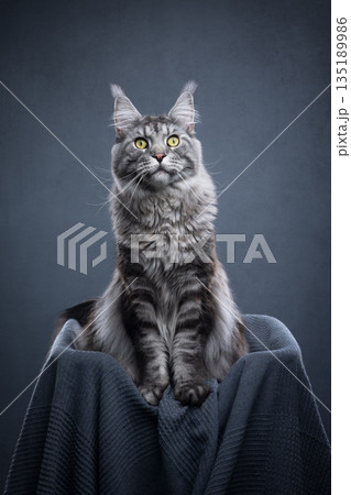 silver tabby maine coon cat in pet bed 135189986