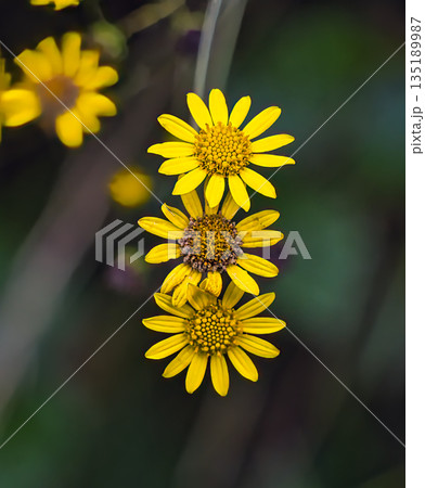 Three Yellow Daisies in a Row Three Yellow Daisies in a Row 135189987
