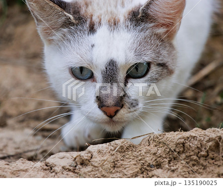 Close Up Cat Head on Ground Close Up Cat Head on Ground 135190025
