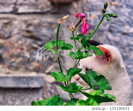 Tabby Cat Hidden Behind Leaves Tabby Cat Hidden Behind Leaves 135190031
