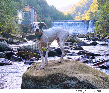 Bodeguero Andaluz Dog on Rock in River Bodeguero Andaluz Dog on Rock in River 135190032