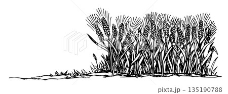 Vector drawing. Old wheat field Vector drawing. Old wheat field 135190788