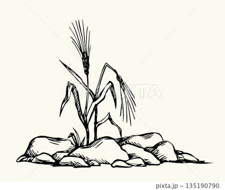 Vector drawing. Sick wheat growing in stony field 135190790