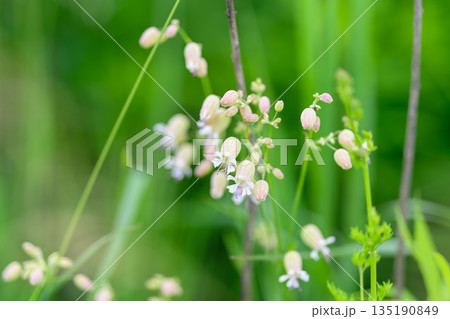 Delicate and Beautiful Wildflowers are Blooming Vibrantly in Lush Greenery All Around Delicate and Beautiful Wildflowers are Blooming Vibrantly in Lush Greenery All Around 135190849
