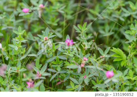 A Stunning Display of Vibrant Pink Wildflowers Amidst Lush Greenery in Natures Splendor A Stunning Display of Vibrant Pink Wildflowers Amidst Lush Greenery in Natures Splendor 135190852