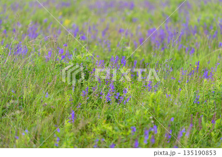 Vibrant Purple Wildflowers flourish in a Lush Green Meadow, showcasing their beauty to all 135190853