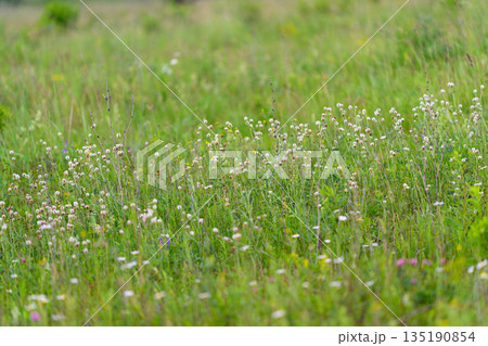 A gorgeous and vibrant wildflower meadow comes alive beautifully in the early spring season A gorgeous and vibrant wildflower meadow comes alive beautifully in the early spring season 135190854