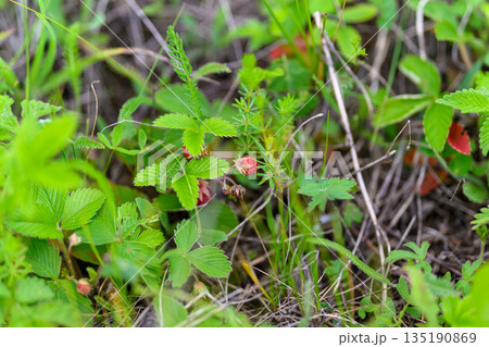 Wild Strawberries Thriving and Growing Naturally in Across the Beautiful Fields of Nature Wild Strawberries Thriving and Growing Naturally in Across the Beautiful Fields of Nature 135190869