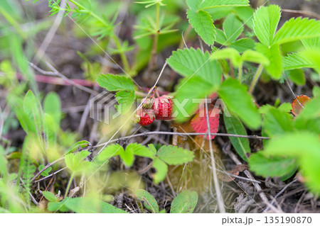 Wild Strawberries Flourishing and Growing Beautifully in Their Natural Habitat Environment 135190870