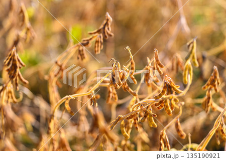 Withered soybean crops reflect environmental stress impacts, Dehydrated soybean foliage and pods demonstrate adverse effects of climateinduced moisture deficiency Withered soybean crops reflect environmental stress impacts, Dehydrated soybean foliage and pods demonstrate adverse effects of climateinduced moisture deficiency 135190921